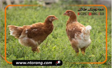 چرا پرورش مرغ بومی را انتخاب کنیم؟
